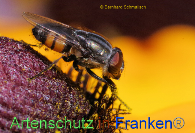 © Artenschutz in Franken® / Bernhard Schmalisch Bild zum Eintrag (1074320-160)