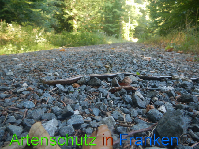 © Artenschutz in Franken® Bild zum Eintrag (1074654-160)