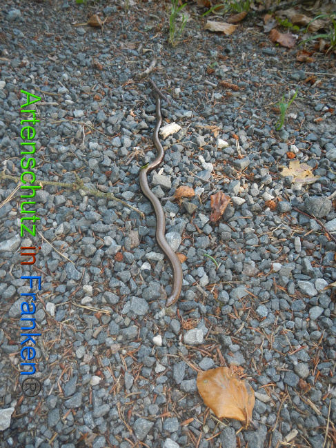 © Artenschutz in Franken® Bild zum Eintrag (1074656-160)