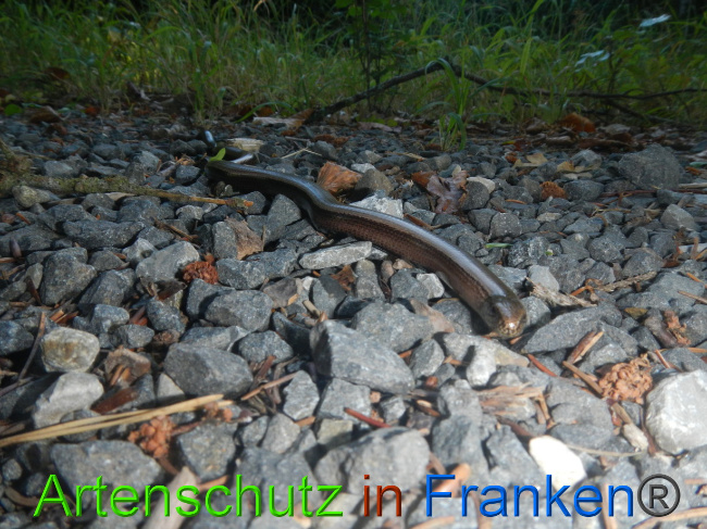 © Artenschutz in Franken® Bild zum Eintrag (1074662-160)