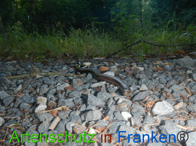 © Artenschutz in Franken® Bild zum Eintrag (1074663-160)