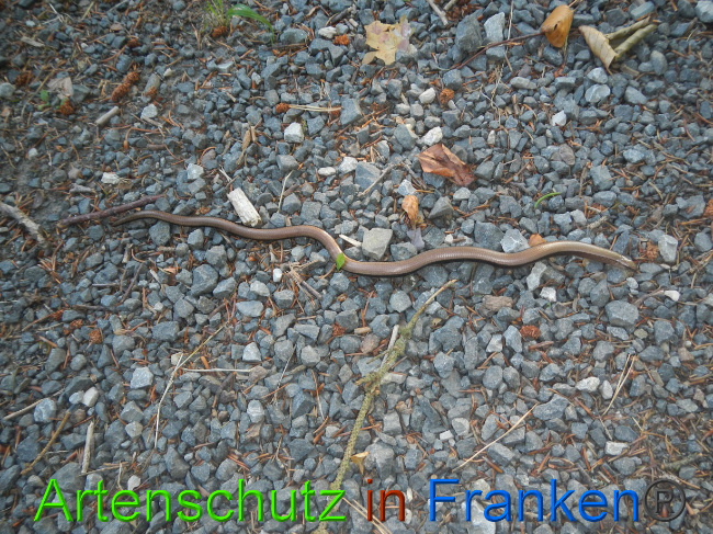 © Artenschutz in Franken® Bild zum Eintrag (1074664-160)