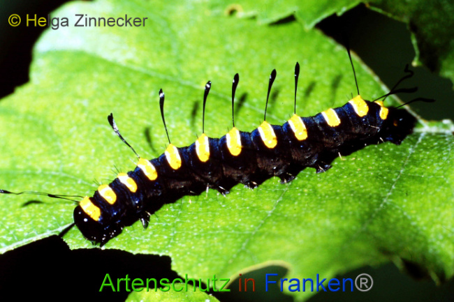 © Artenschutz in Franken® / Helga Zinnecker Bild zum Eintrag (1074760-160)