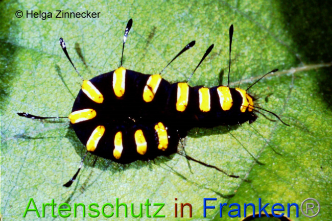 © Artenschutz in Franken® / Helga Zinnecker Bild zum Eintrag (1074761-160)
