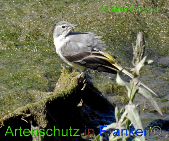 © Artenschutz in Franken® / Klaus Sanwald Bild zum Eintrag (1074920-160)