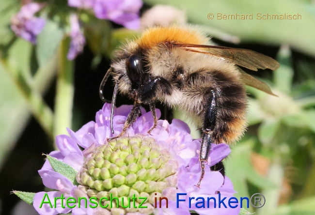 © Artenschutz in Franken® / Bernhard Schmalisch Bild zum Eintrag (1074985-160)