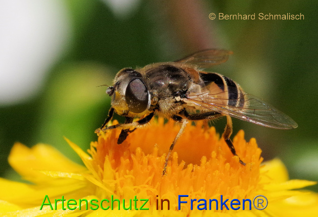 © Artenschutz in Franken® / Bernhard Schmalisch Bild zum Eintrag (1075007-160)