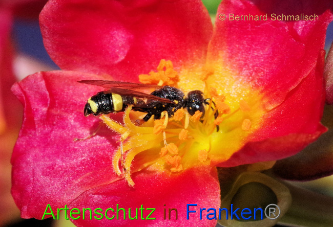 © Artenschutz in Franken® / Bernhard Schmalisch Bild zum Eintrag (1075011-160)