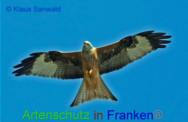 © Artenschutz in Franken® / Klaus Sanwald Bild zum Eintrag (1075382-160)
