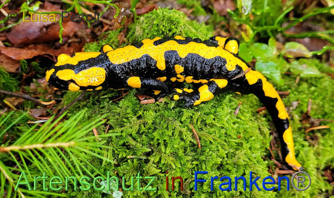 © Artenschutz in Franken® / Luisa Pezolt Bild zum Eintrag (1075555-160)