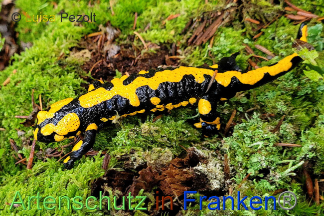 © Artenschutz in Franken® / Luisa Pezolt Bild zum Eintrag (1075558-160)