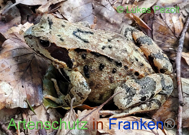 © Artenschutz in Franken® / Lukas Pezolt Bild zum Eintrag (1075561-160)