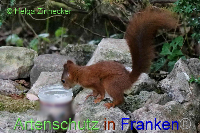 © Artenschutz in Franken® / Helga Zinnecker Bild zum Eintrag (1075648-160)