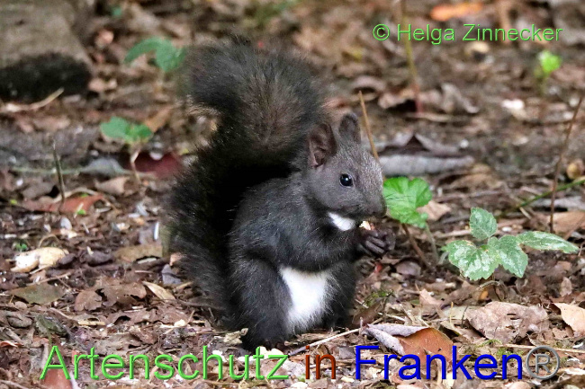 © Artenschutz in Franken® / Helga Zinnecker Bild zum Eintrag (1075651-160)