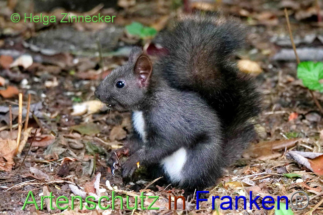 © Artenschutz in Franken® / Helga Zinnecker Bild zum Eintrag (1075652-160)