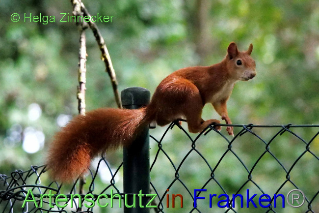 © Artenschutz in Franken® / Helga Zinnecker Bild zum Eintrag (1075654-160)