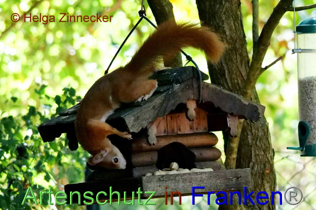 © Artenschutz in Franken® / Helga Zinnecker Bild zum Eintrag (1075655-160)