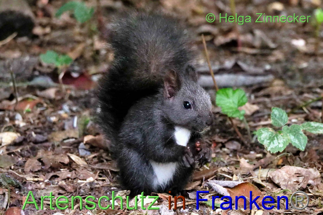 © Artenschutz in Franken® / Helga Zinnecker Bild zum Eintrag (1075661-160)