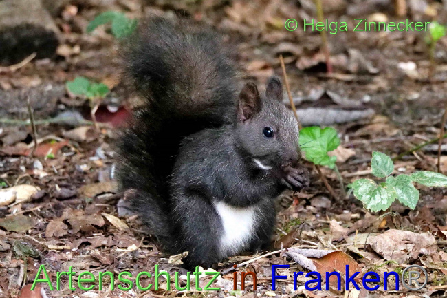 © Artenschutz in Franken® / Helga Zinnecker Bild zum Eintrag (1075662-160)