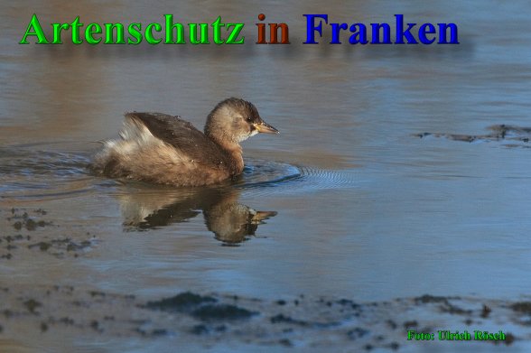 Copyright AiS- Ulrich Rösch Bild zum Eintrag (1075715-160)