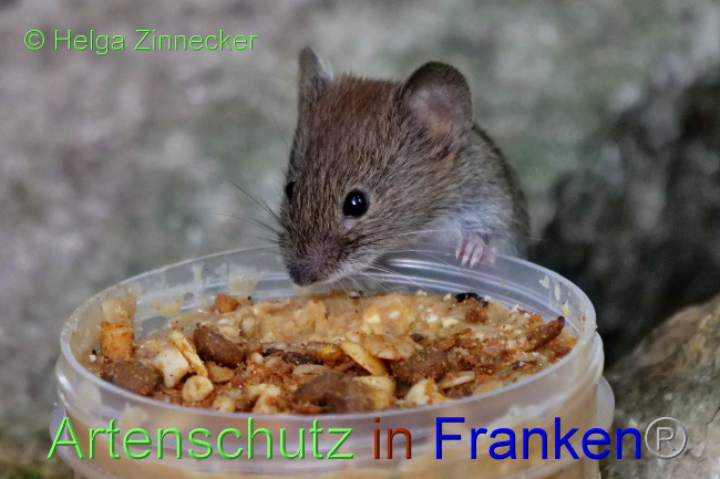 © Artenschutz in Franken® / Helga Zinnecker Bild zum Eintrag (1075729-160)
