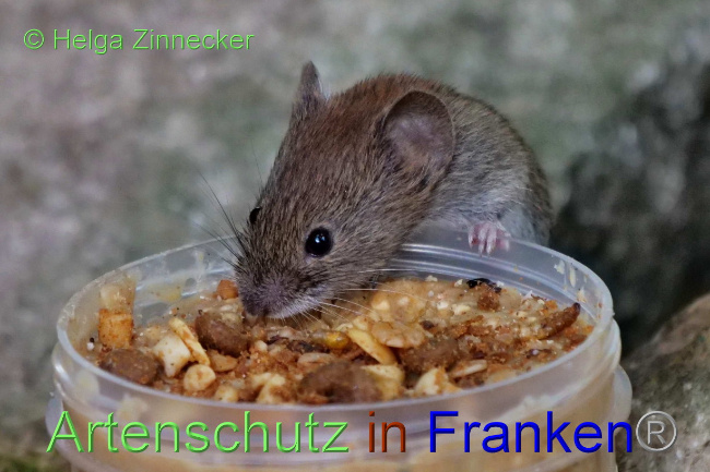 © Artenschutz in Franken® / Helga Zinnecker Bild zum Eintrag (1075730-160)
