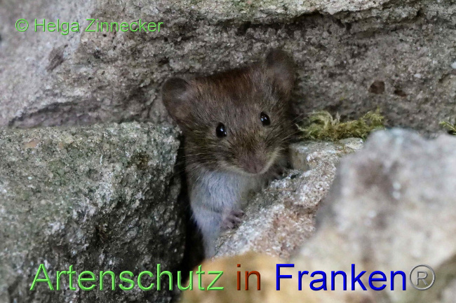 © Artenschutz in Franken® / Helga Zinnecker Bild zum Eintrag (1075732-160)