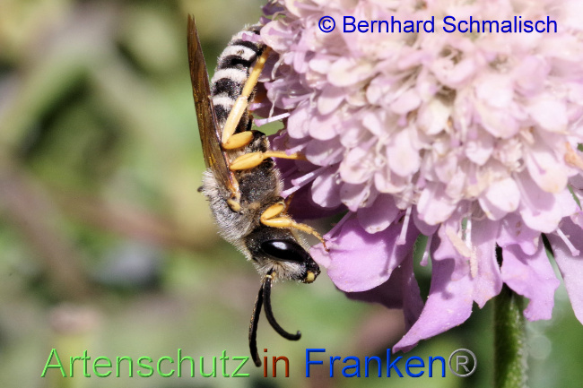 © Artenschutz in Franken® / Bernhard Schmalisch Bild zum Eintrag (1075903-160)