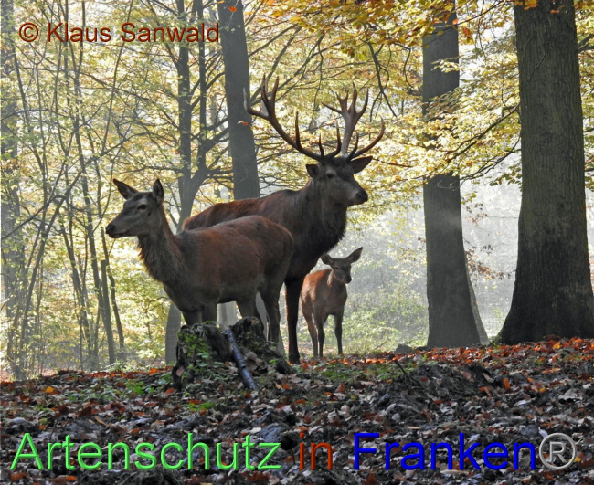 © Artenschutz in Franken® / Klaus Sanwald Bild zum Eintrag (1075942-160)