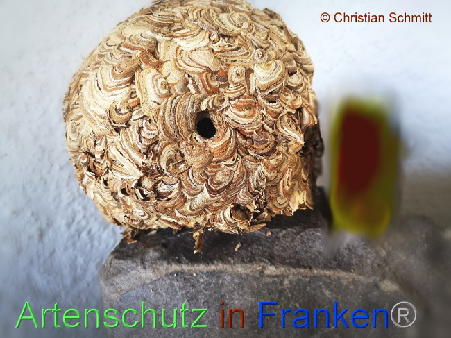 © Artenschutz in Franken® Christian Schmitt Bild zum Eintrag (1075998-160)