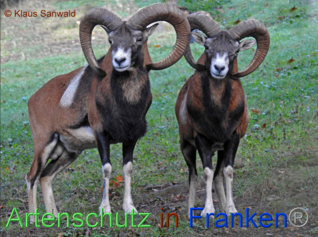 © Artenschutz in Franken® / Klaus Sanwald Bild zum Eintrag (1076005-160)