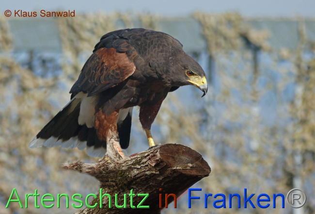 © Artenschutz in Franken® / Klaus Sanwald Bild zum Eintrag (1076009-160)