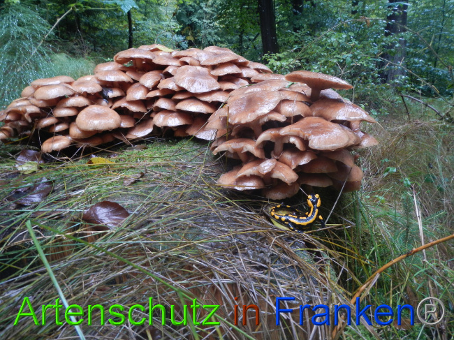 © Artenschutz in Franken® Bild zum Eintrag (1076349-160)