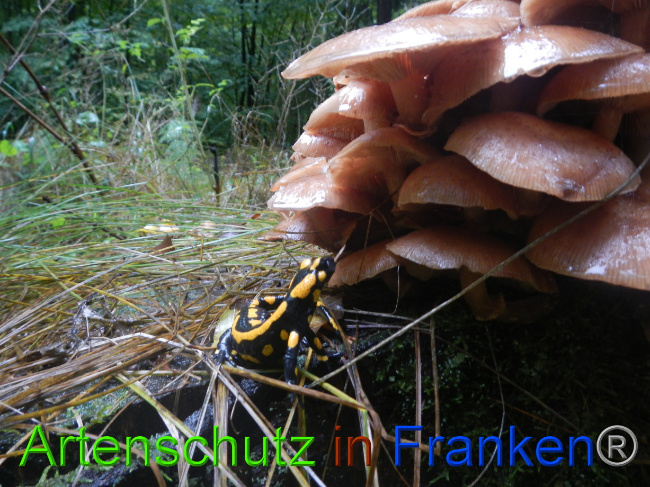 © Artenschutz in Franken® Bild zum Eintrag (1076350-160)