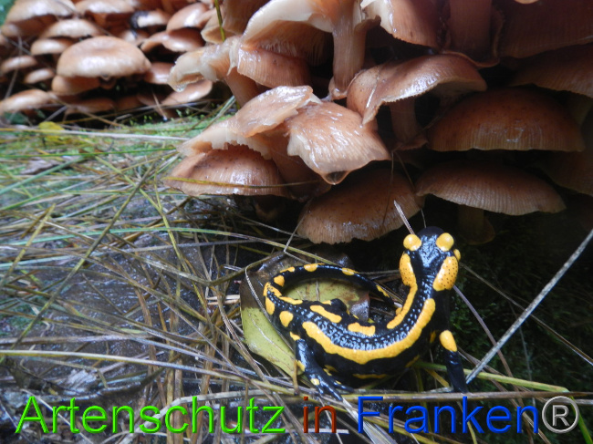© Artenschutz in Franken® Bild zum Eintrag (1076351-160)