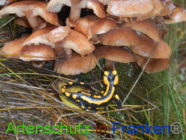 © Artenschutz in Franken® Bild zum Eintrag (1076358-160)