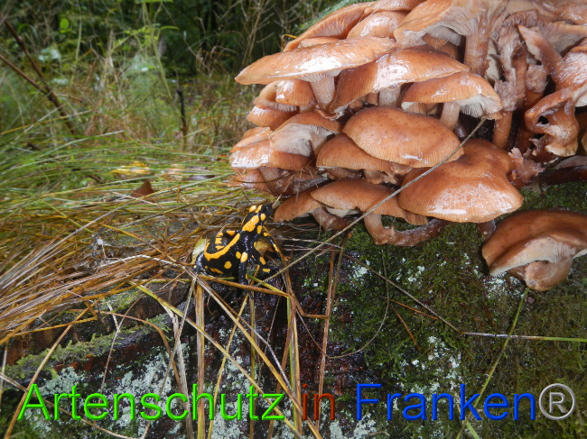 © Artenschutz in Franken® Bild zum Eintrag (1076359-160)