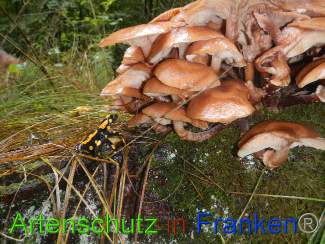 © Artenschutz in Franken® Bild zum Eintrag (1076360-160)