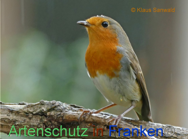 © Artenschutz in Franken® / Klaus Sanwald Bild zum Eintrag (1076455-160)