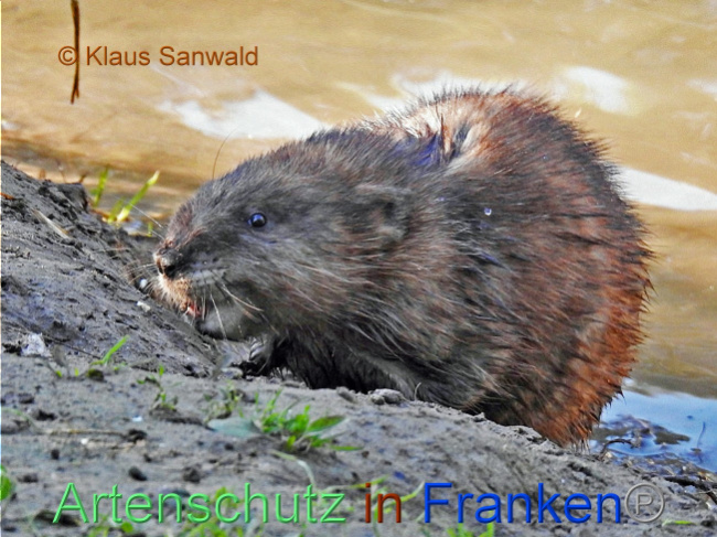 © Artenschutz in Franken® / Klaus Sanwald Bild zum Eintrag (1076975-160)