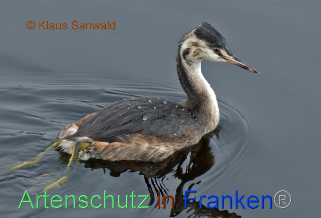 © Artenschutz in Franken® / Klaus Sanwald Bild zum Eintrag (1076981-160)