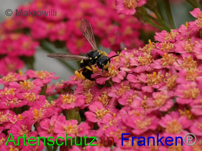 © Artenschutz in Franken® / Makrowilli Bild zum Eintrag (1078098-160)