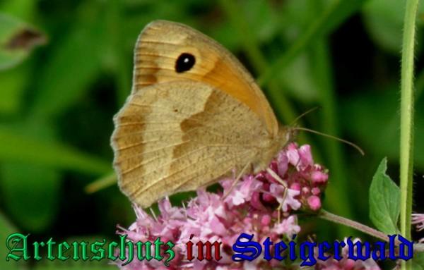 Copyright AiS / 2009 Albert Meier Bild zum Eintrag (1078485-160)