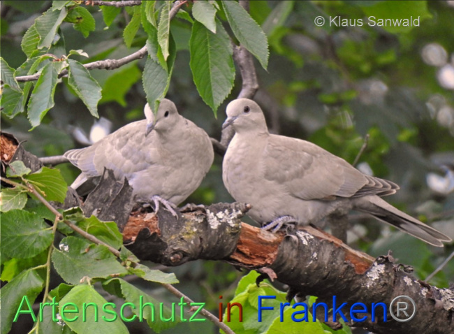 © Artenschutz in Franken® / Klaus Sanwald Bild zum Eintrag (1080449-160)