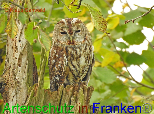 © Artenschutz in Franken® / Klaus Sanwald Bild zum Eintrag (1080451-160)