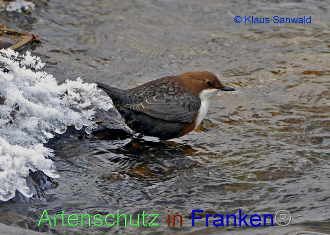 © Artenschutz in Franken® / Klaus Sanwald Bild zum Eintrag (1080455-160)