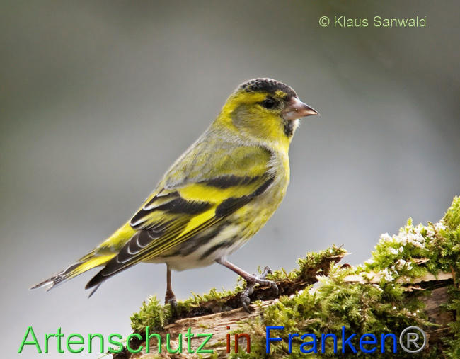 © Artenschutz in Franken® / Klaus Sanwald Bild zum Eintrag (1080457-160)