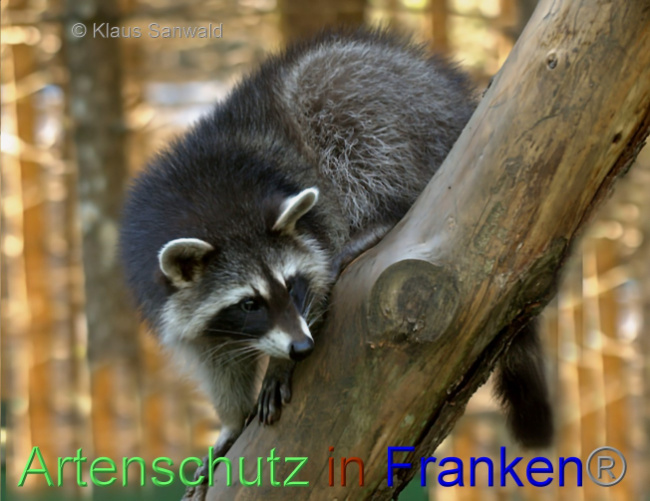 © Artenschutz in Franken® / Klaus Sanwald Bild zum Eintrag (1080461-160)
