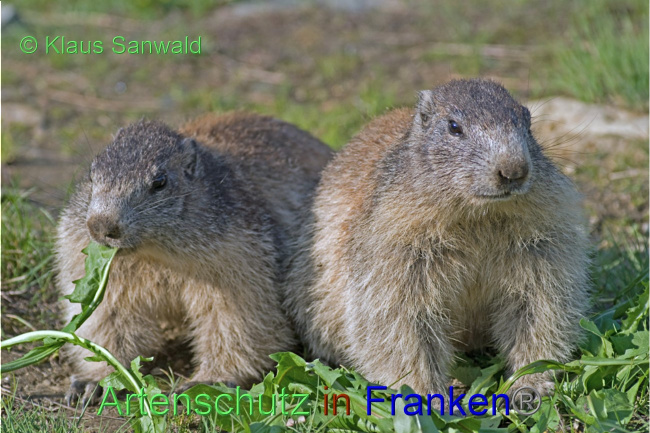 © Artenschutz in Franken® / Klaus Sanwald Bild zum Eintrag (1080489-160)