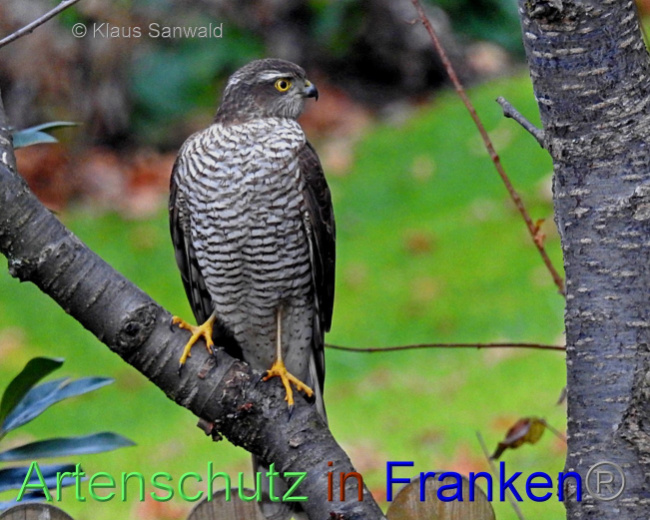 © Artenschutz in Franken® / Klaus Sanwald Bild zum Eintrag (1080491-160)